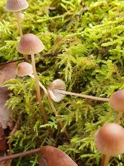 Mycena rosella