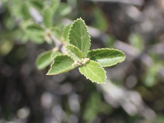 Grewia robusta
