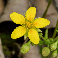 Waldsteinia