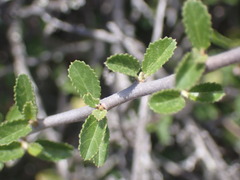Grewia robusta