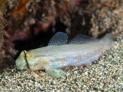 Gnatholepis thompsoni