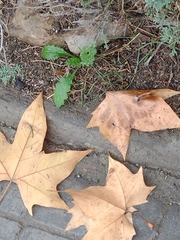 Carduus pycnocephalus