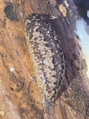 Philomycus carolinianus