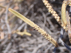 Crassula muscosa