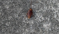 Periplaneta americana