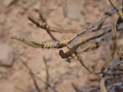 Crassula muscosa