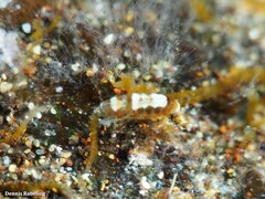 Amphipoda