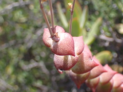 Crassula perforata