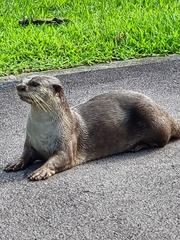 Lutrogale perspicillata