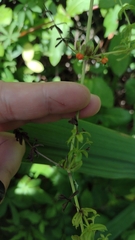 Varronia dichotoma