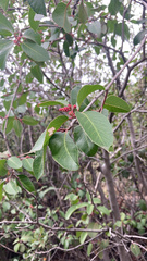 Rhus integrifolia × ovata