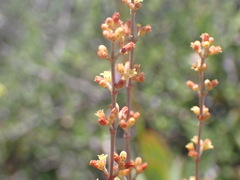 Crassula perforata