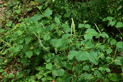 Perilla frutescens