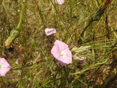 Convolvulus angustissimus