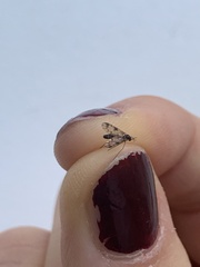 Keroplatidae