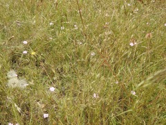 Convolvulus angustissimus