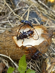 Trachyderes succinctus