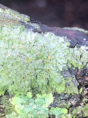 Phaeophyscia rubropulchra