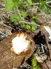 Trachyderes succinctus