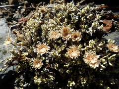 Anaphalis nepalensis