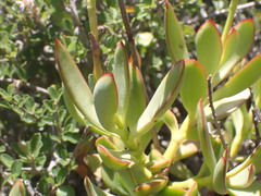 Crassula cultrata
