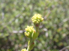 Crassula cultrata