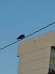 Patagioenas leucocephala