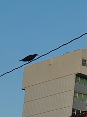 Patagioenas leucocephala