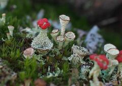 Cladonia diversa
