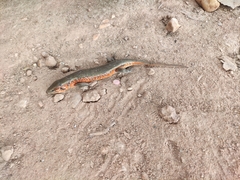 Trachylepis perrotetii