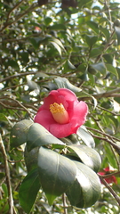 Camellia japonica