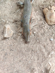 Trachylepis perrotetii