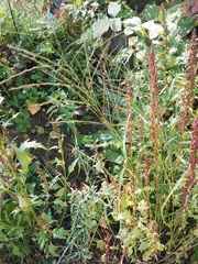 Eragrostis albensis