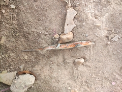 Trachylepis perrotetii