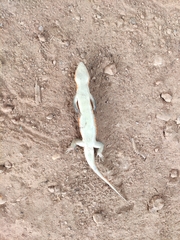 Trachylepis perrotetii