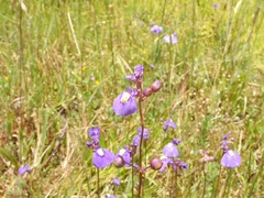 Utricularia beaugleholei orientalis