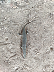 Trachylepis perrotetii
