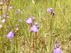 Utricularia beaugleholei orientalis