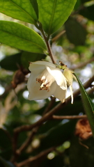 Camellia salicifolia