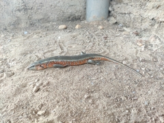Trachylepis perrotetii