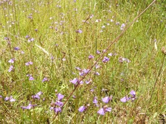 Utricularia beaugleholei orientalis