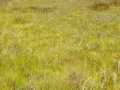 Utricularia beaugleholei orientalis