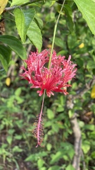 Hibiscus schizopetalus