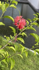 Hibiscus schizopetalus