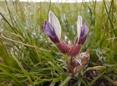 Oxytropis oxyphylla