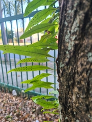 Microgramma lycopodioides