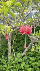 Hibiscus schizopetalus