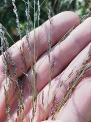 Eragrostis albensis