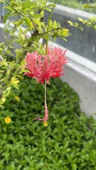 Hibiscus schizopetalus