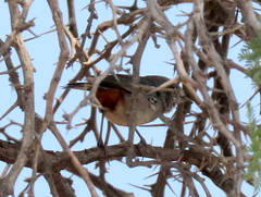 Curruca subcoerulea cinerascens